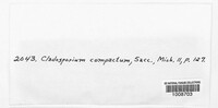 Cladosporium compactum image